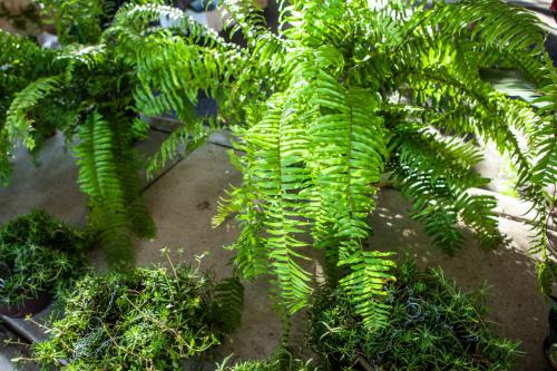 ferns-1024x683